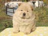 chow-chow puppy