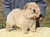 chow-chow puppy