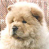 chow-chow puppy