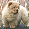 chow-chow puppy