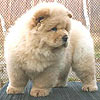 chow-chow puppy