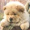 chow-chow puppy