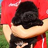 chow-chow puppy