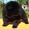 chow-chow puppy