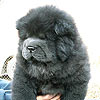 chow-chow puppy