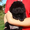 chow-chow puppy