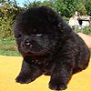 chow-chow puppy