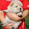 chow-chow puppy