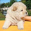 chow-chow puppy