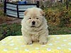 chow-chow puppy