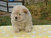 chow-chow puppy