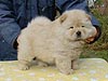 chow-chow puppy