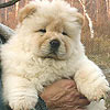 chow-chow puppy