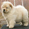 chow-chow puppy