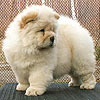 chow-chow puppy