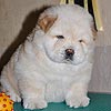 chow-chow maximize