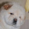 увеличить чау-чау увеличить чау-чау