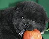 maximize chow-chow puppies