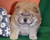 maximize chow-chow puppy