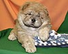 maximize chow-chow puppy