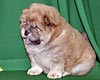 maximize chow-chow puppy