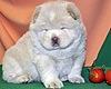 maximize chow-chow puppy