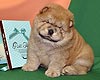 maximize chow-chow puppy