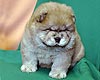 maximize chow-chow puppy