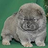 maximize chow-chow puppies