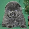 maximize chow-chow puppies