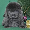 maximize chow-chow puppies