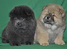 maximize chow-chow puppies