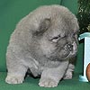 maximize chow-chow puppies