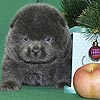 maximize chow-chow puppies