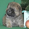 maximize chow-chow puppies