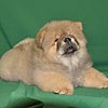 maximize chow-chow puppies
