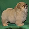 maximize chow-chow puppies