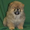 maximize chow-chow puppies