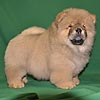 maximize chow-chow puppies