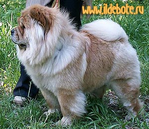 Chow-chow BON TRIUMPH UVERTURA