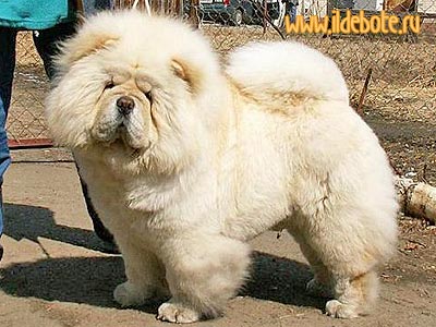 chow-chow Paradis Ronado Iz Svyatogo Graalya