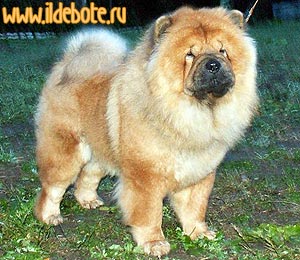 chow-chow Il De Bote Fi Linora