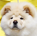 Suan-Di-Vo Crema Galaktos for Il' De Bote, female chow-chow