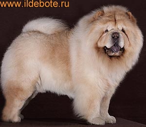 chow-chow Sirius Shan Si Stark