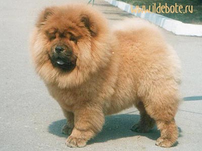 chow-chow VLADLEN TID BIT SUPRISE 