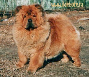 chow-chow VLADLEN TID BIT SUPRISE