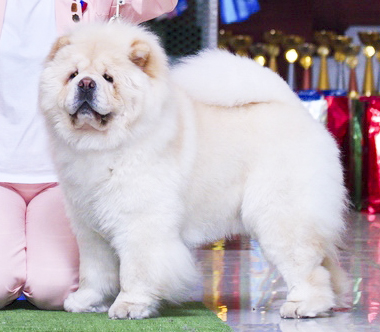 Марин Град Ти Джей Для Иль Де Ботэ