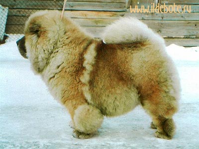 chow-chow Brown Shugar Latiano