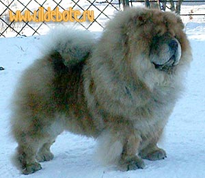 chow-chow Brown Shugar Latiano