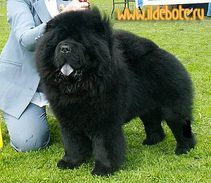 chow-chow Il De Bote Mersero